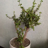 خرفه بونسای