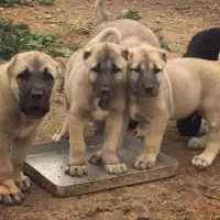 فروش سگ سرابی کنگال قفقازی الابای اورجینال