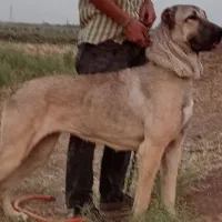 سگ سرابی