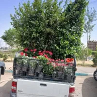 خدمات باغبانی باغچه کاری تعویض خاک گلدون کاشت گل