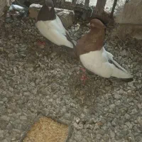 کفتر
