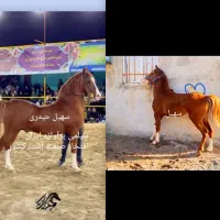 اسب کورد|اسب و تجهیزات اسب‌سواری|سامن, |دیوار