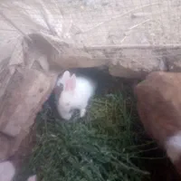 خرگوش فروشی