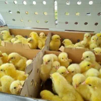 جوجه گوشتی «راس308» فروش بالای 1 کارتون