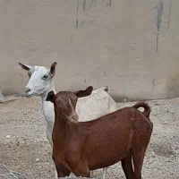 بز صلاله داشتی