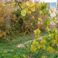 اجاره مغازه بزرگ بلوار امام رضا