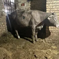 گوساله شاروله