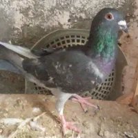 یک عدد کبوتر سبز آلمانی توس۶۵