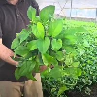حراج پتوس و انواع فیکوس