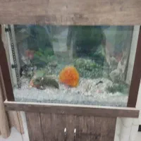 اکواریوم