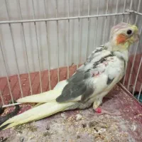 عروس هلندی