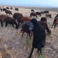 ۱۰۰راس میش قزل افشار
