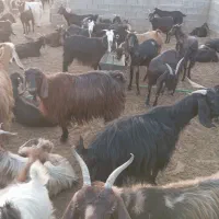 فروش بز داشتی