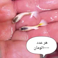 نژادهای گوپی سایز درشت ۱۰ هزار تومان