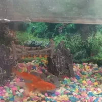 آکواریوم با تمام وسایل