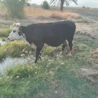 گاو|حیوانات مزرعه|توکهور, |دیوار