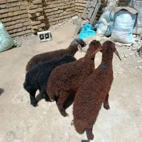 بره ۳تا نر دوتا ماده