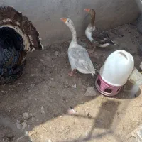 فروش یک جفت بوقلمون و یک جفت غاز