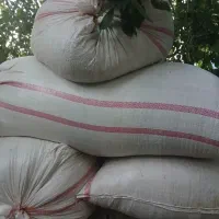 کاه عدس
