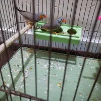 جفت فنچ|پرنده|بندرعباس, |دیوار