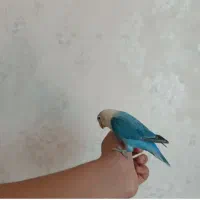 کوتوله