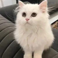 گربه