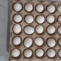 تخم‌مرغ سلطان ومینیاتوری