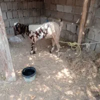 حیوانات مزرعه