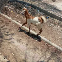 بزغاله نر چاق