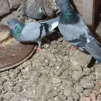 کفتر