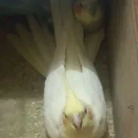 عروس هلندی