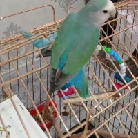 کوتوله ماده با جوجه