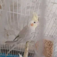 عروس   نر. سخنگو