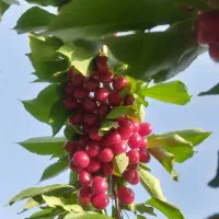 نهال گیلاس|گل و گیاه طبیعی|شاندیز, |دیوار