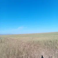 جوجه سهره خاکی