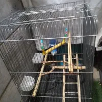 قفس، کاسکو،طوطی