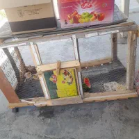 لانه مرغ و کبوتر