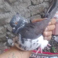 کسب و کار فروش وخرید