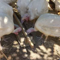 بوقلمون بیوتی و جوجه لاری