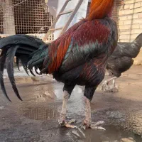 خروس لاری