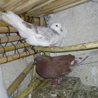 جفت کبوتر دم تخم