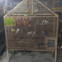 قفس بزرگ