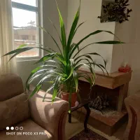 گل پاندانوس شاداب و سر حال