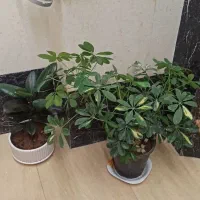 گیاه زیبای فیکوس سوپر بلک