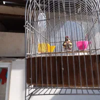 سهره|پرنده|خرم‌آباد, |دیوار