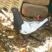 ماده سینه سرکه ای