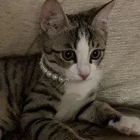 توله گربه نر  DSH چهار ماهه سرسبده خانواده