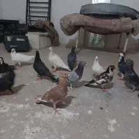 کفتر