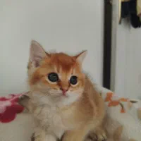 بچه گربه گلد بریتیش