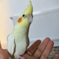 عروس هلندی تازه دون خور